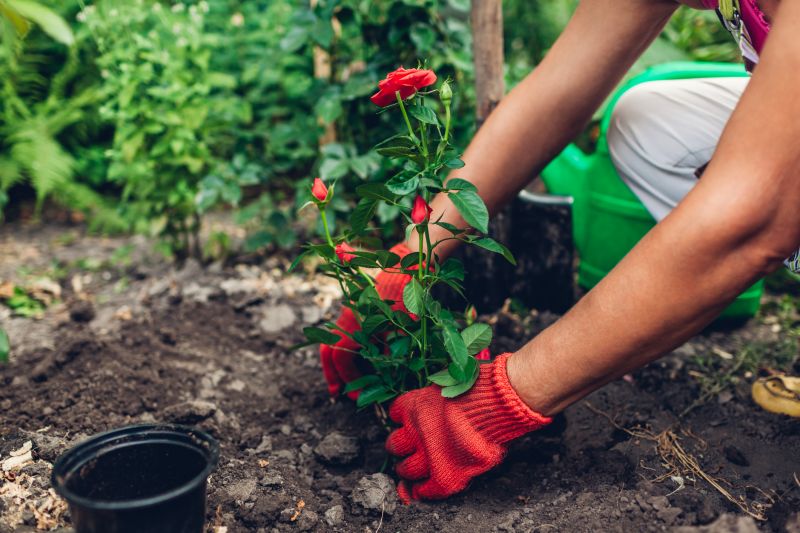 Local Hibiscus Planting pros at work