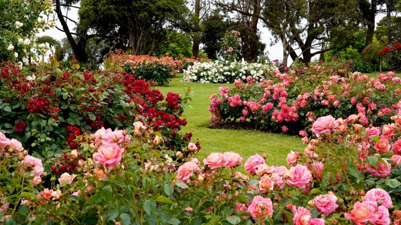 Hibiscus Planting detail